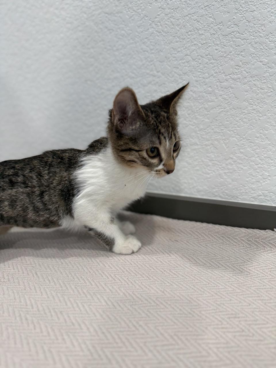 Punky, a ADOPTABLE Domestic Short Hair in Las Vegas, NV image 2/4