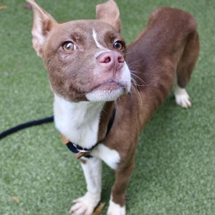 Archer, Adoptable, Adult Male Mixed Breed & Mixed Breed.