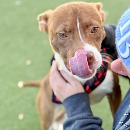 Enlarge Archer, a Adoptable mixed breed in Largo, FL image 1/5