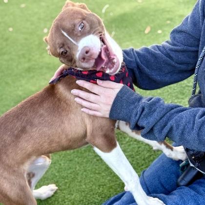 Enlarge Archer, a Adoptable mixed breed in Largo, FL image 3/5