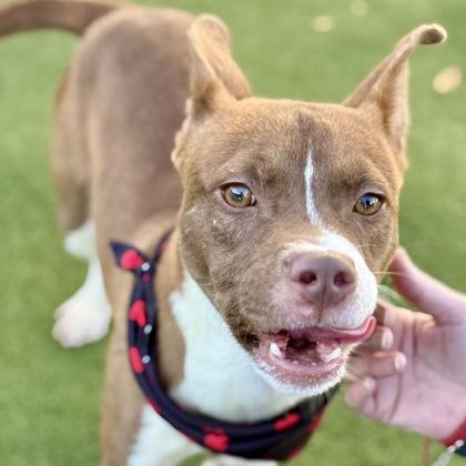 Enlarge Archer, a Adoptable mixed breed in Largo, FL image 4/5