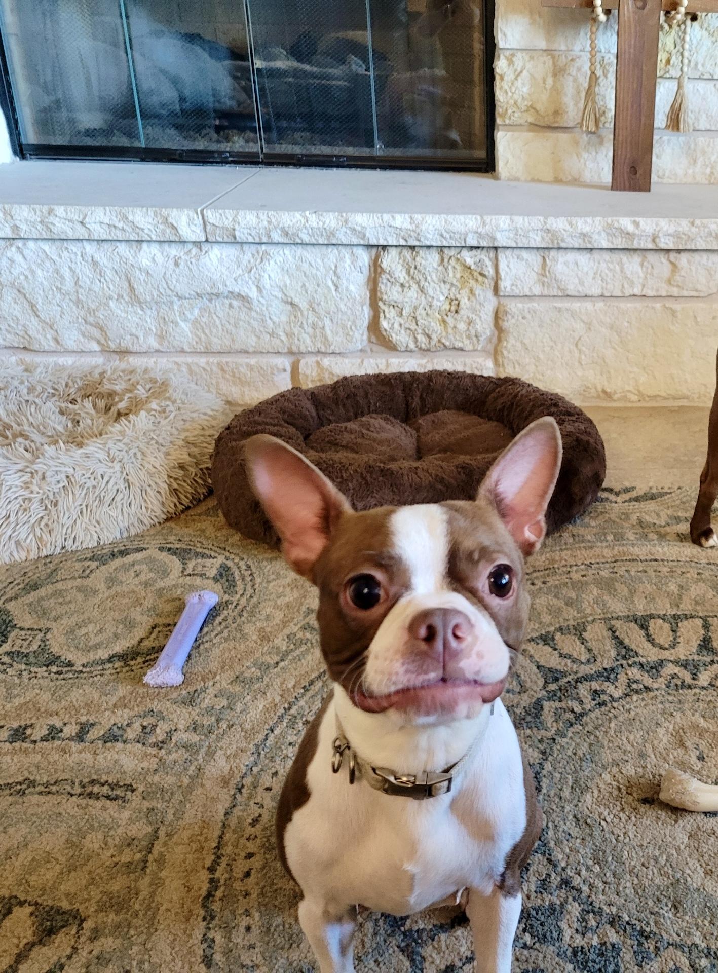 Lucky now Pepper, Adopted, Young Female Boston Terrier.