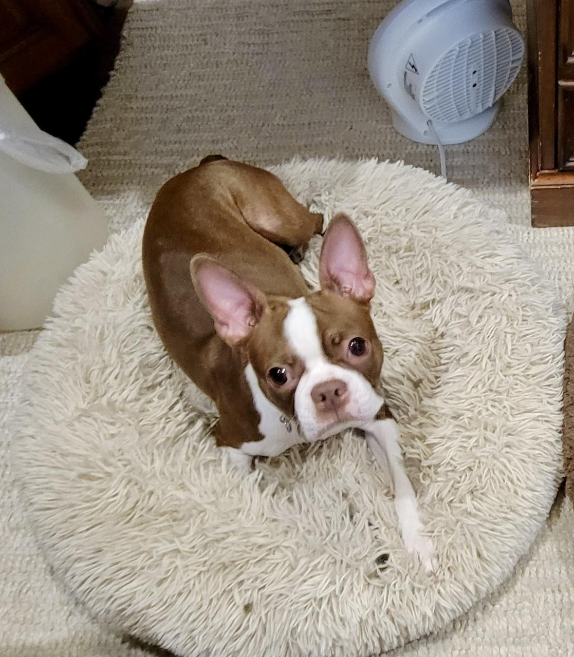 Enlarge Lucky now Pepper, a Adopted Boston Terrier in Van Vleck, TX image 2/3