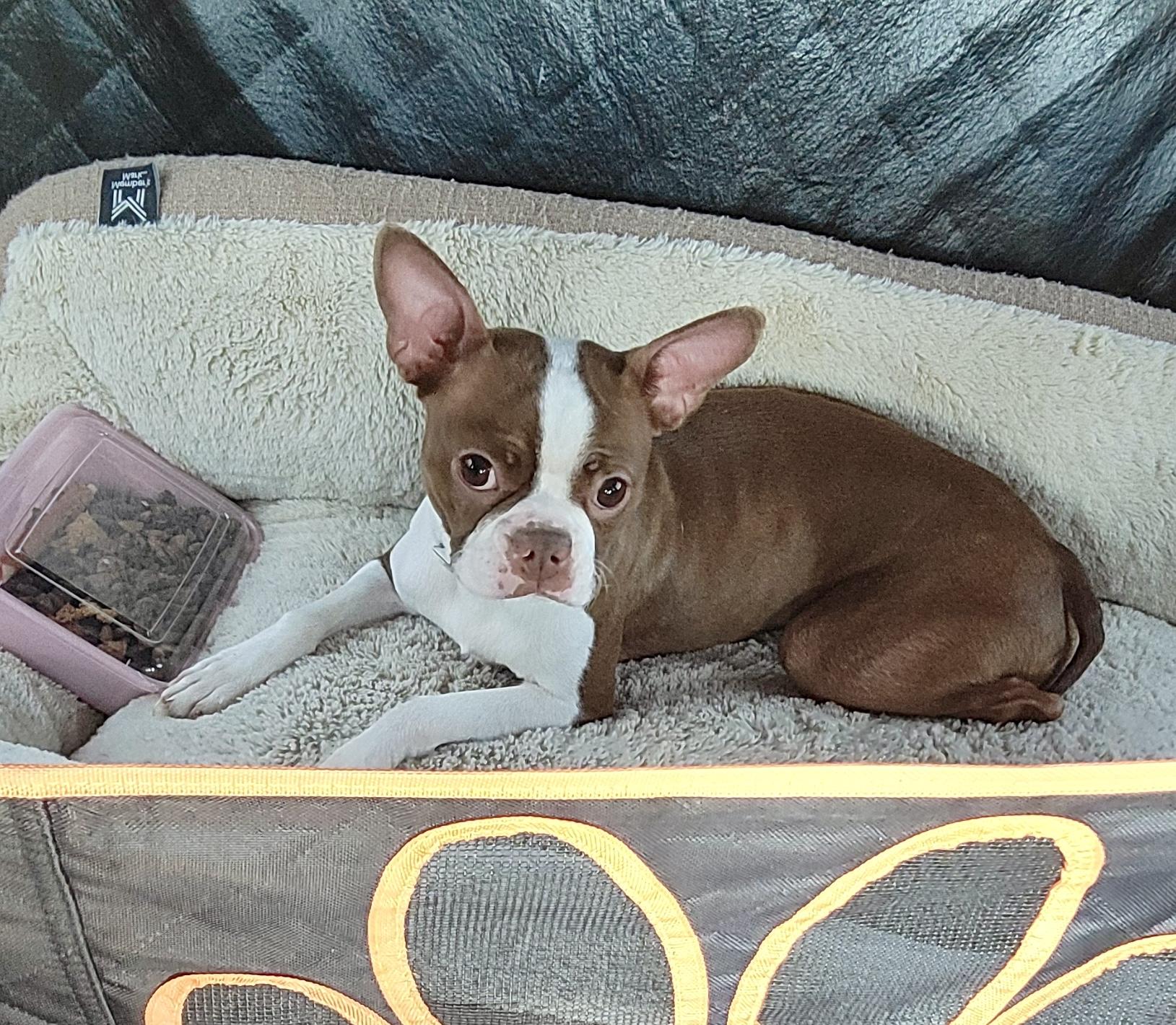 Enlarge Lucky now Pepper, a Adopted Boston Terrier in Van Vleck, TX image 3/3