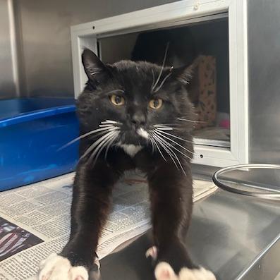 Tucker, Adoptable, Young Male Domestic Short Hair.