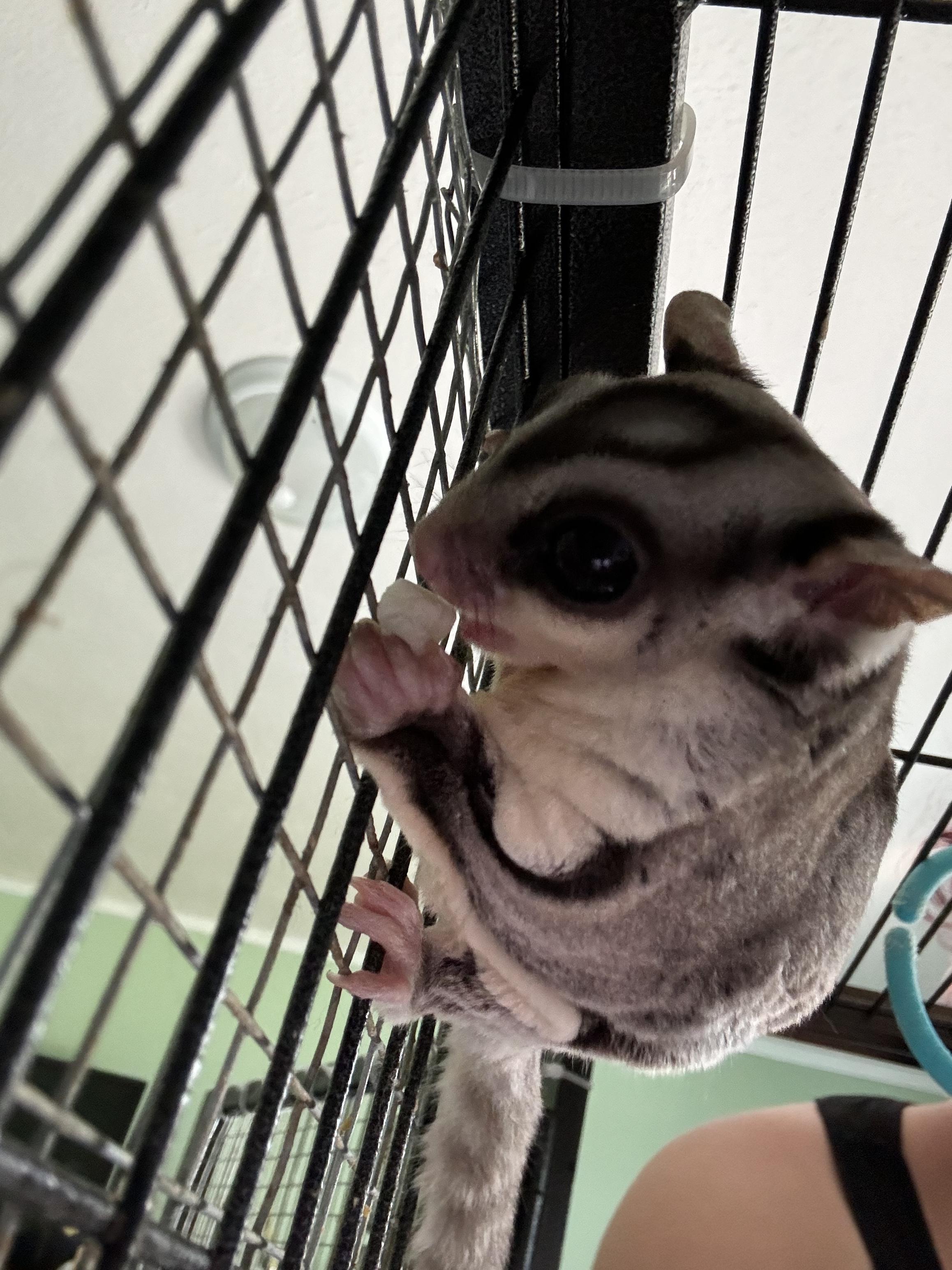 Norville " Shaggy" Rogers, an adoptable Sugar Glider in Saint Paul, MN image 2/6