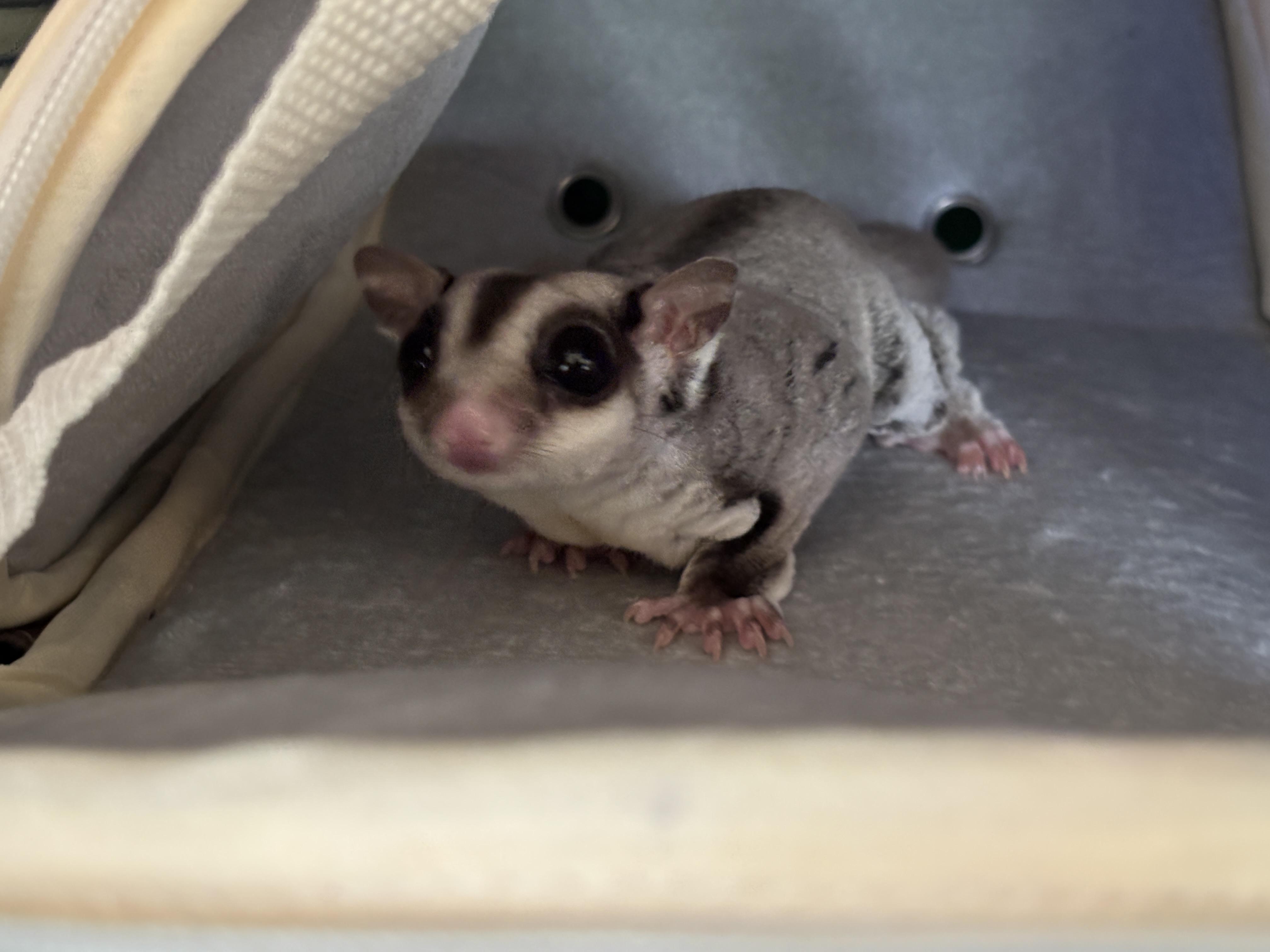Norville " Shaggy" Rogers, adoptable, Adult Male Sugar Glider.