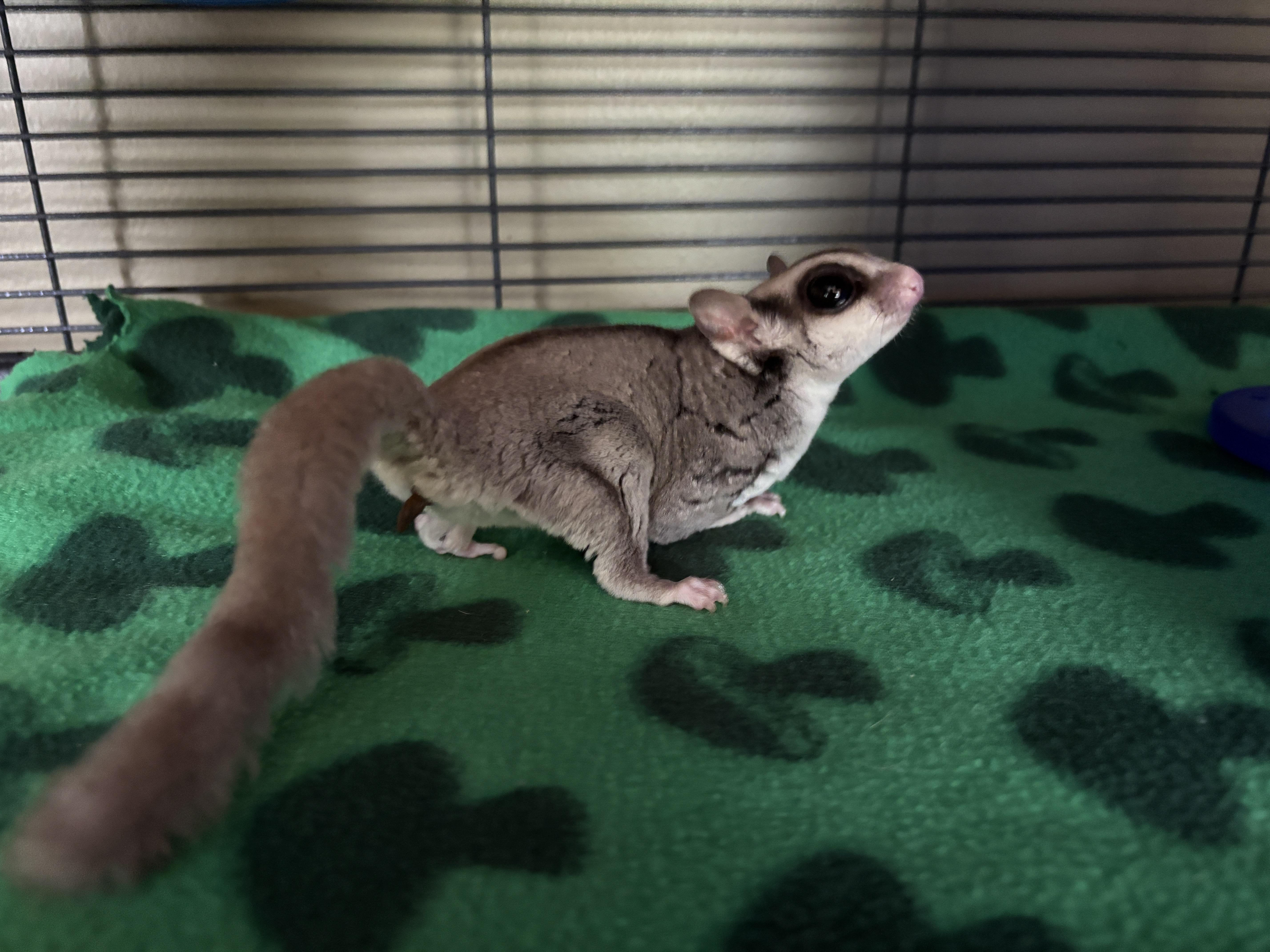 Norville " Shaggy" Rogers, an adoptable Sugar Glider in Saint Paul, MN image 5/6