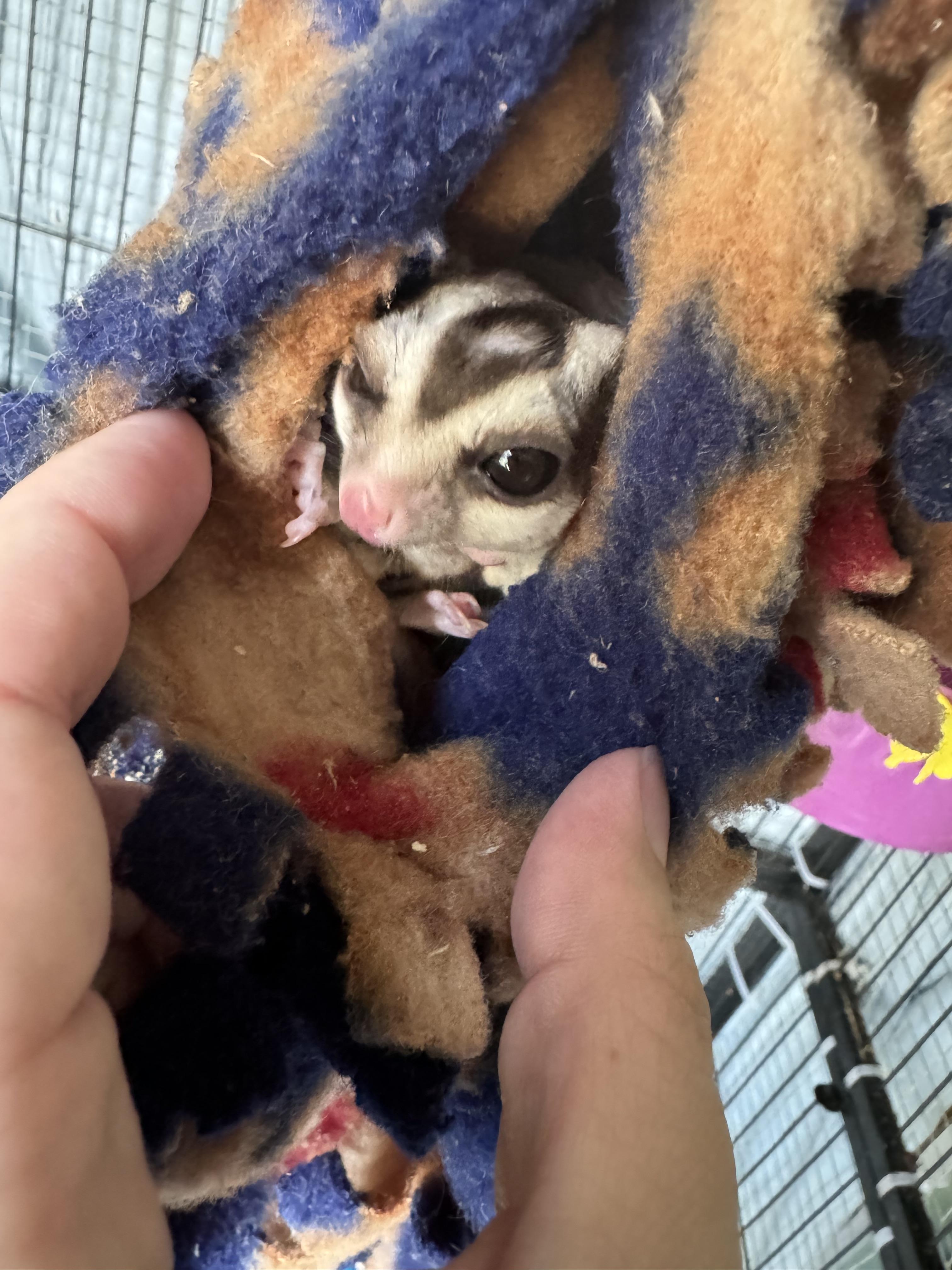 Norville " Shaggy" Rogers, an adoptable Sugar Glider in Saint Paul, MN image 3/6