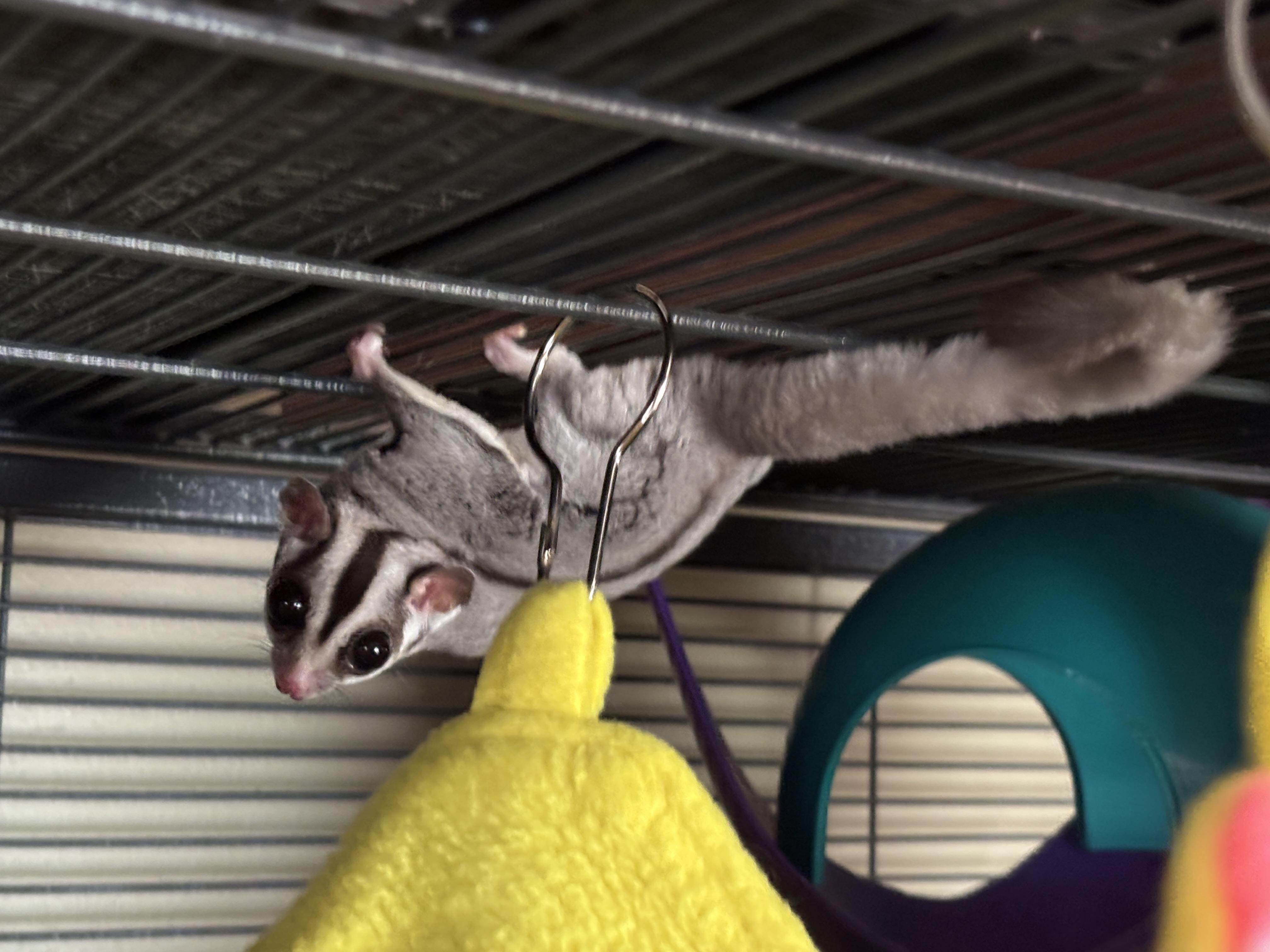 Norville " Shaggy" Rogers, an adoptable Sugar Glider in Saint Paul, MN image 4/6