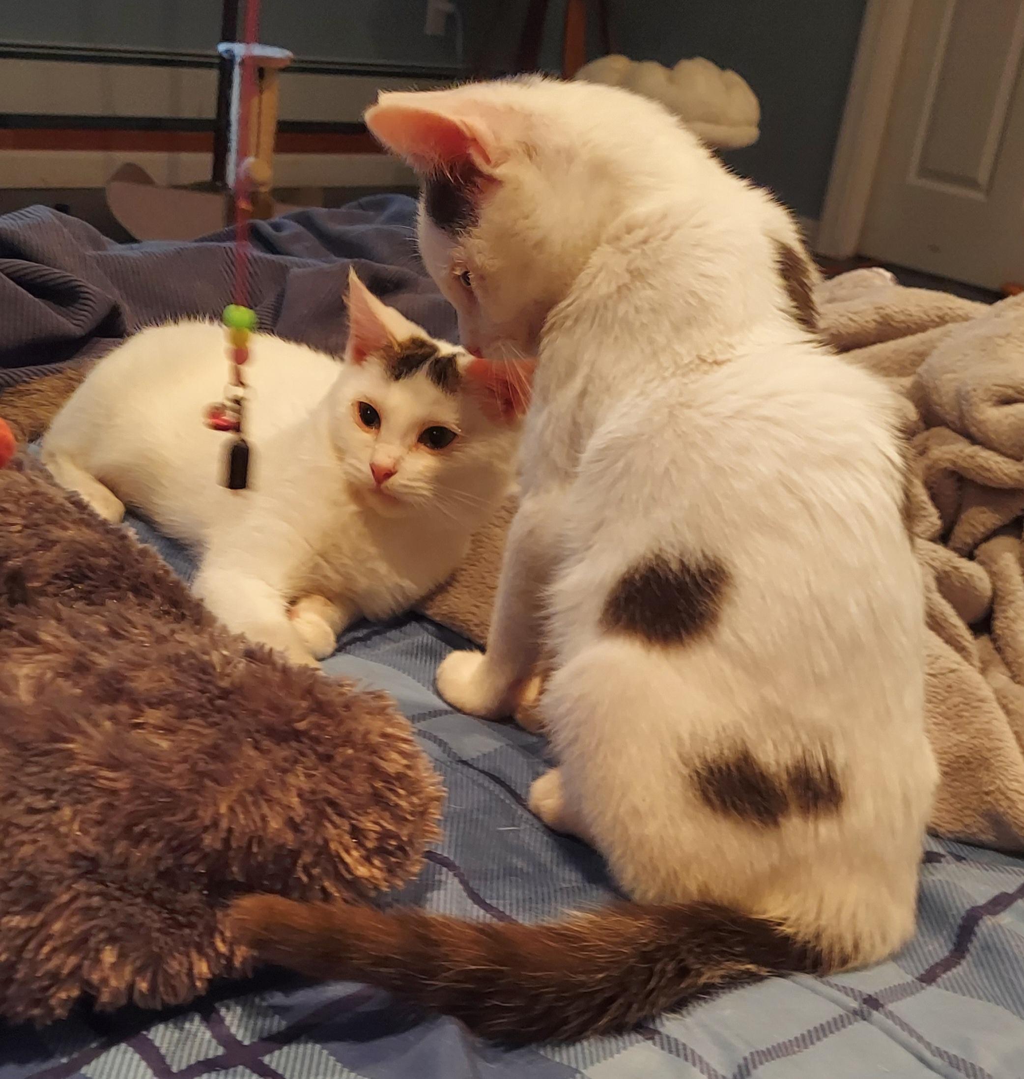 Pugsley, a Adoptable mixed breed in Succasunna, NJ image 2/5