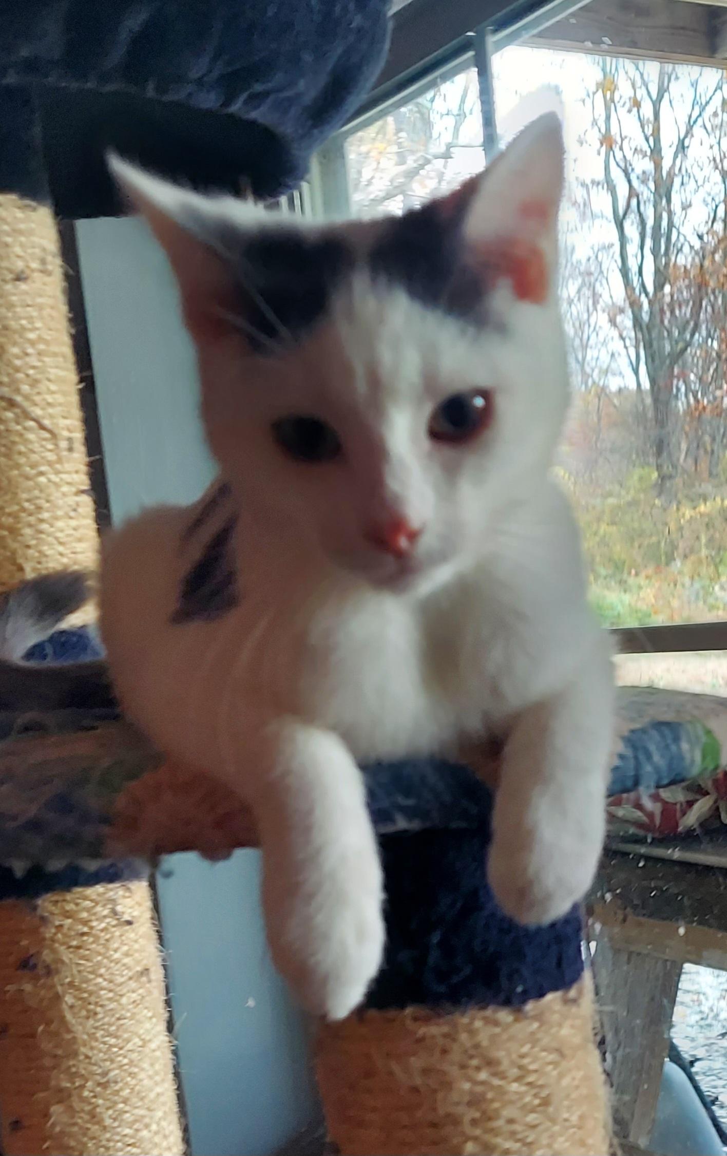 Pugsley, a Adoptable mixed breed in Succasunna, NJ image 3/5