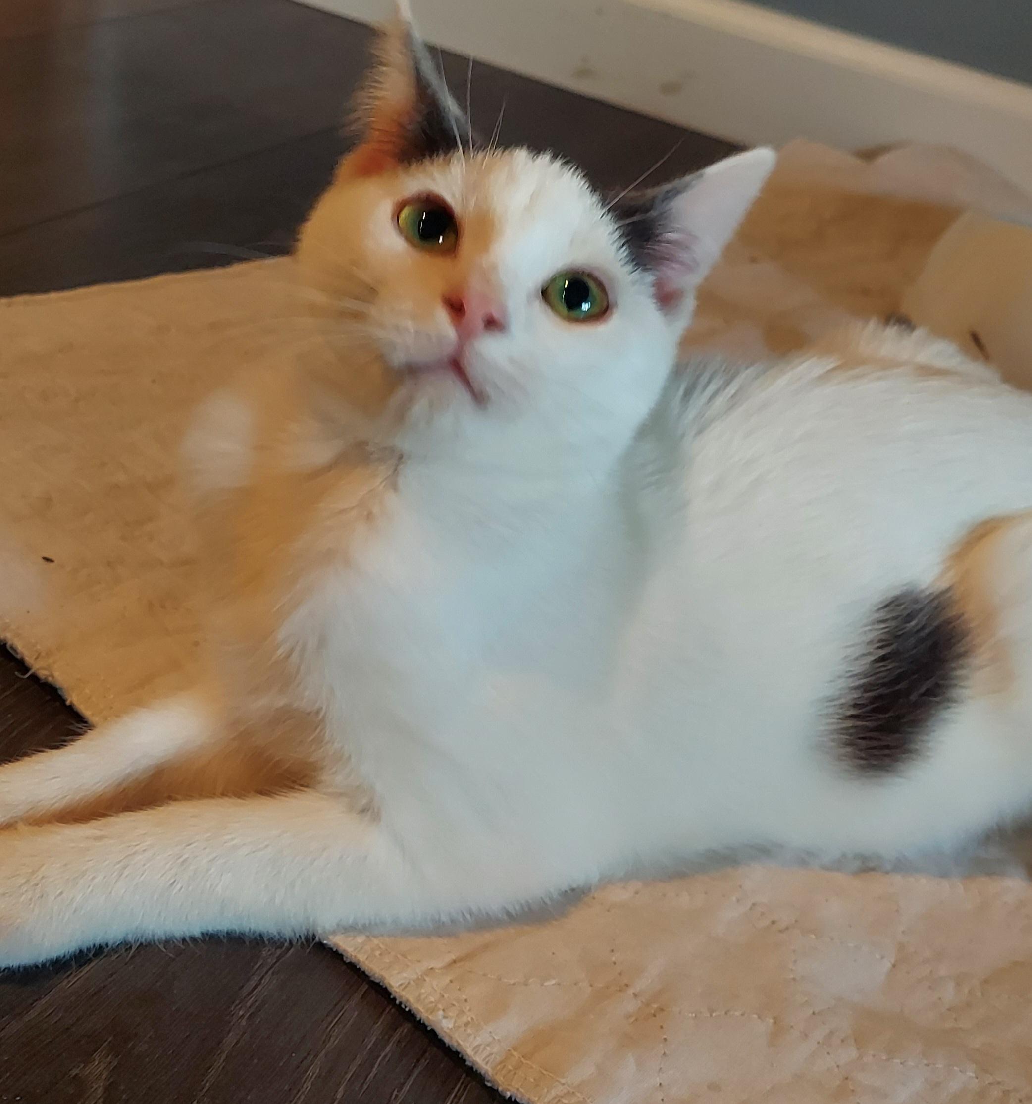 Pugsley, Adoptable, Kitten Male Domestic Short Hair.