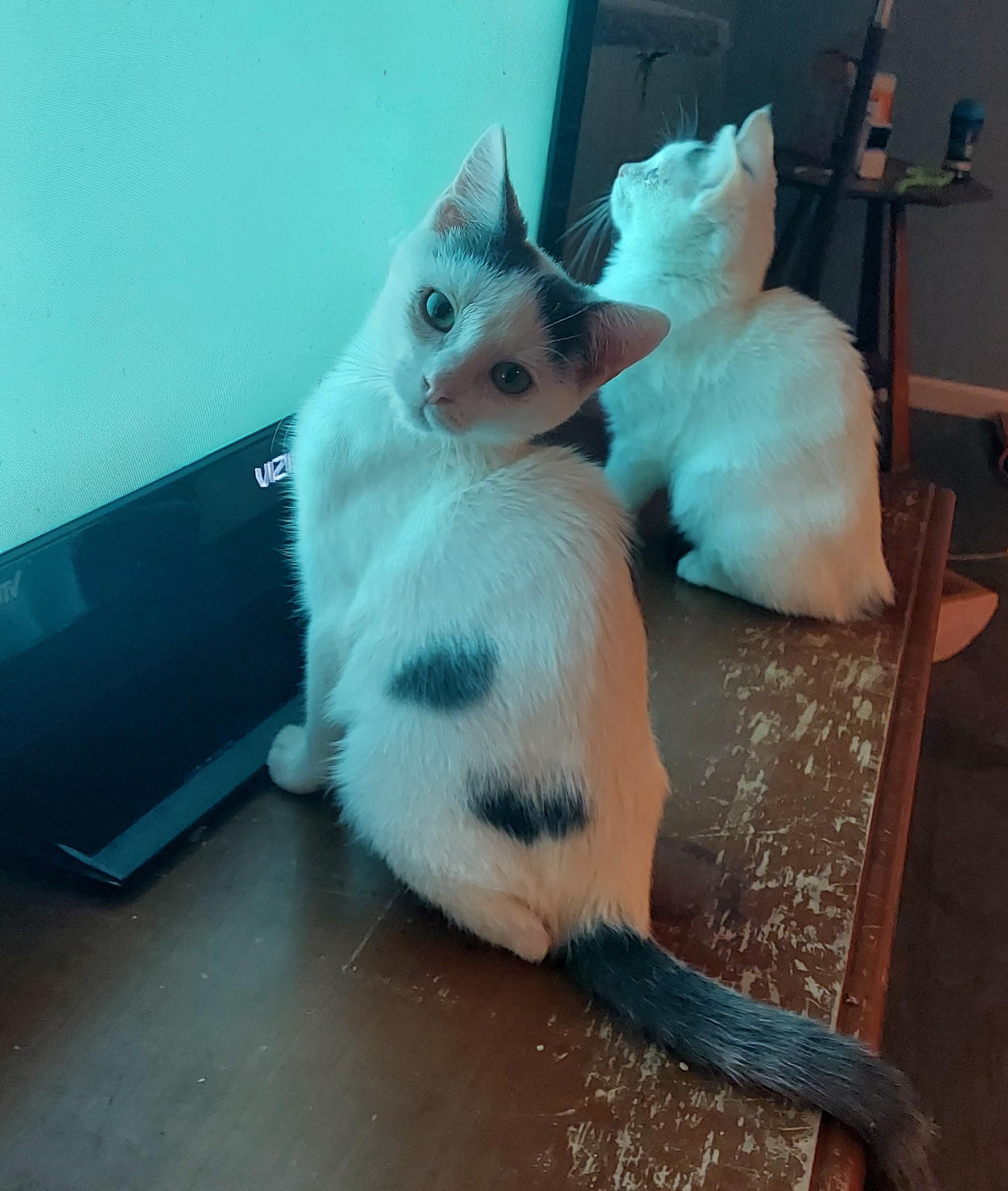 Pugsley, a Adoptable mixed breed in Succasunna, NJ image 5/5