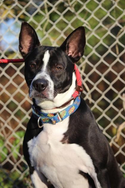 Enlarge Roger, a Adoptable mixed breed in Wantagh, NY image 1/3