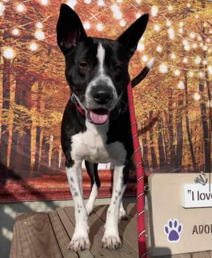 Enlarge Roger, a Adoptable mixed breed in Wantagh, NY image 3/3