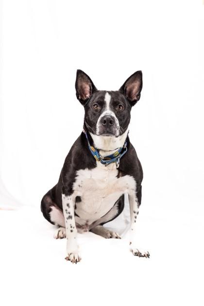 Enlarge Roger, a Adoptable mixed breed in Wantagh, NY image 3/3