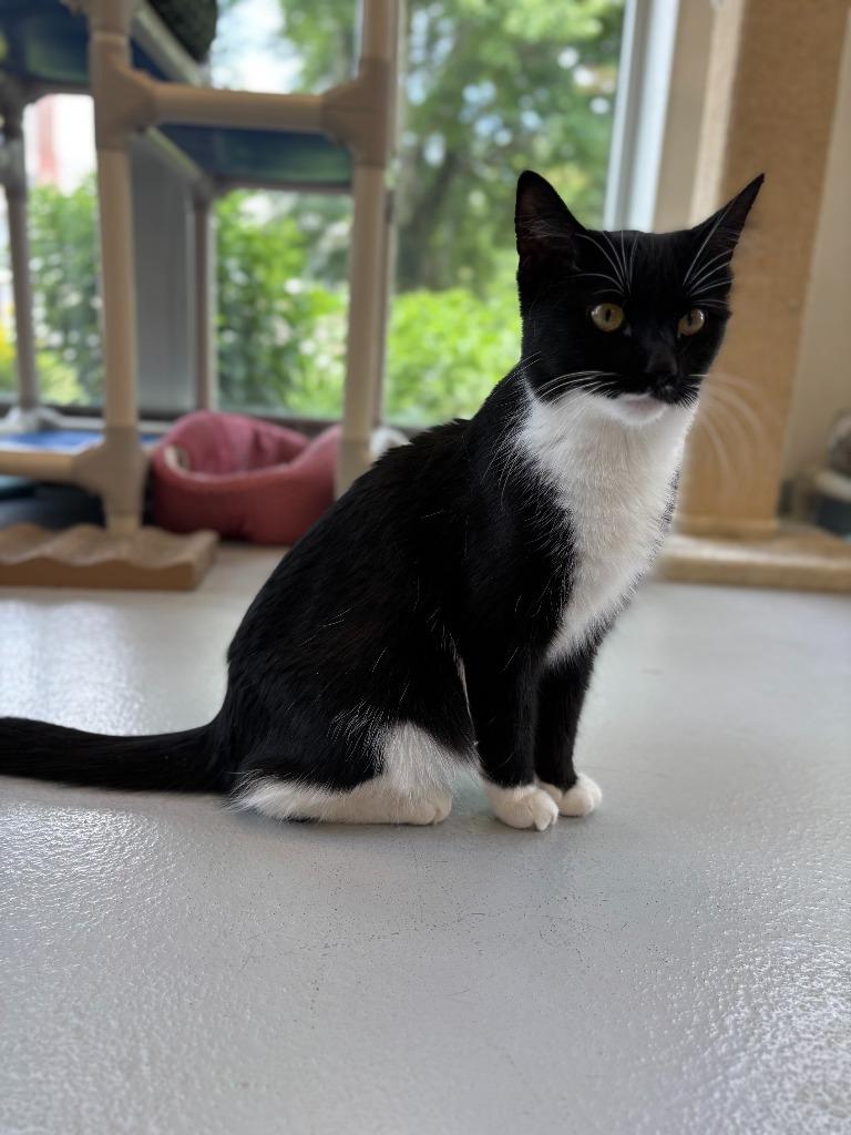 Gretchen, Adoptable, Young Female Domestic Short Hair.