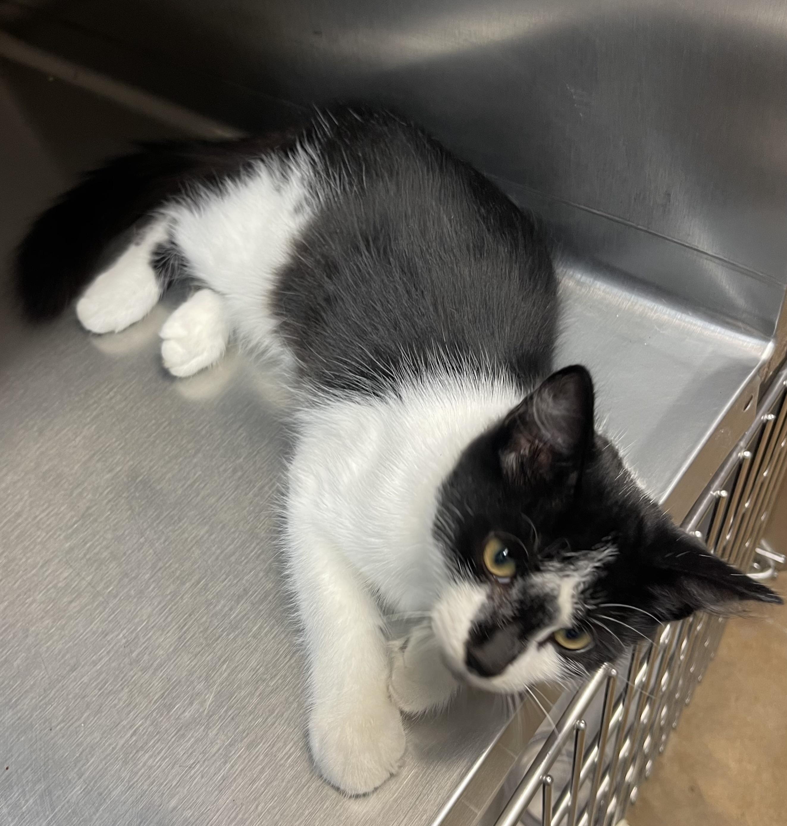 Racchi, Adoptable, Young Male Domestic Medium Hair.