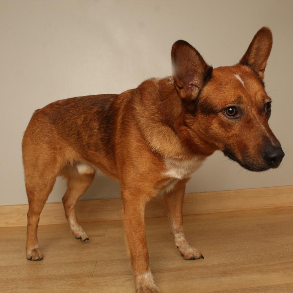 Grover D71324, Adoptable, Young Male Cattle Dog & Shepherd.