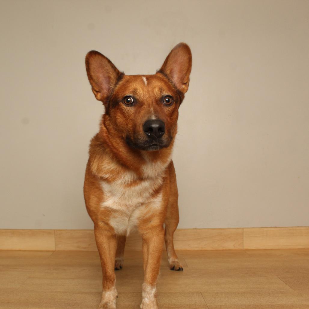 Enlarge Grover D71324, a Adoptable mixed breed in Minnetonka, MN image 2/2