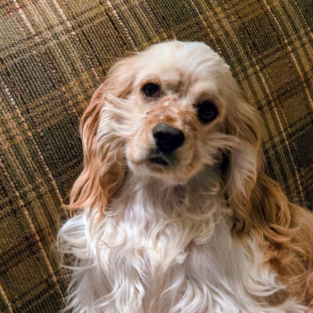 Fidget/Seamus, Adoptable, Young Male English Cocker Spaniel.