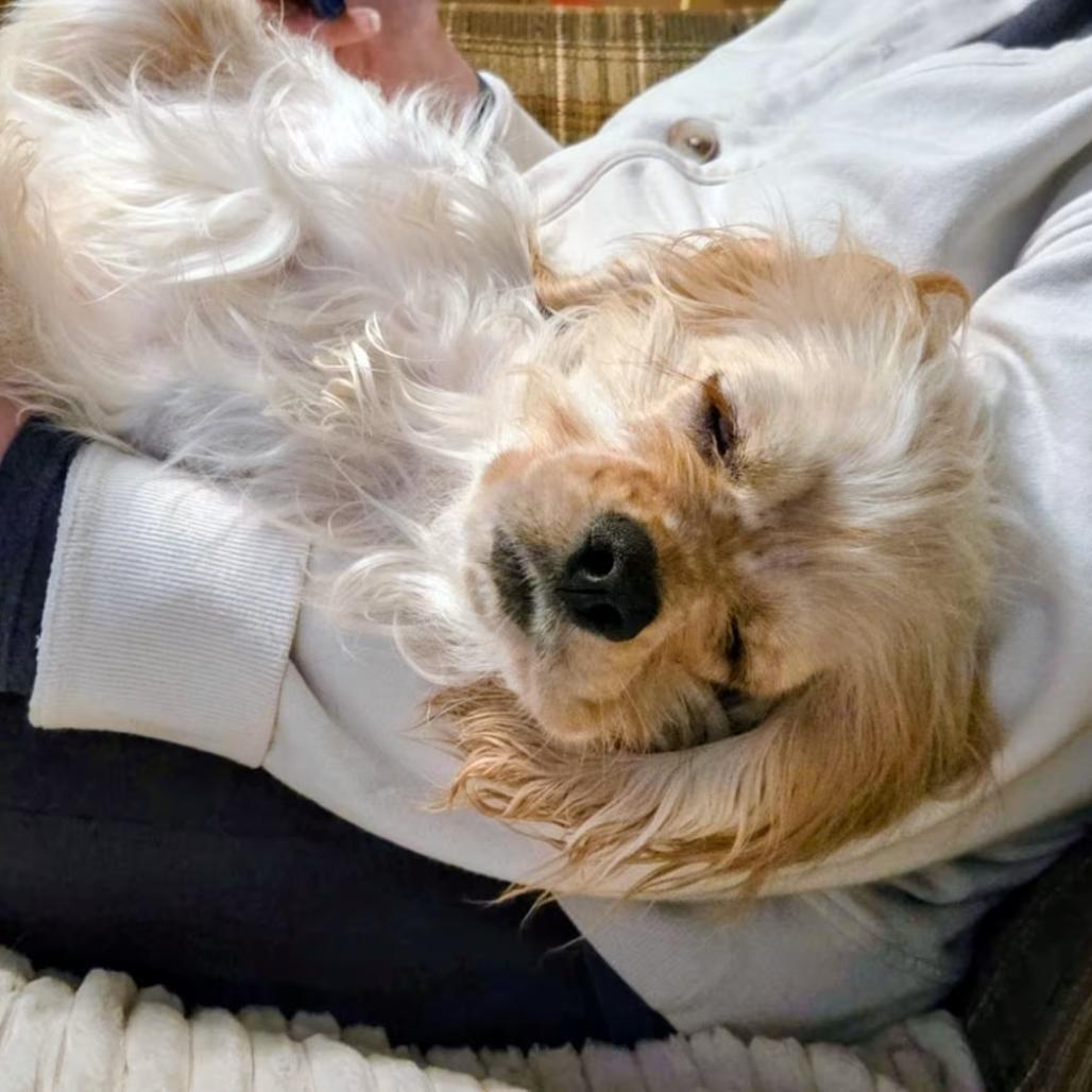 Enlarge Fidget/Seamus, a Adoptable English Cocker Spaniel in Newton, IA image 2/2