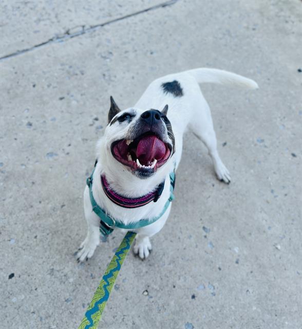 Enlarge HILARY, a Adoptable Mixed Breed in Dallas, TX image 1/1