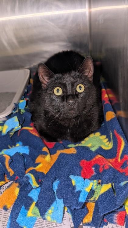 Midnight, Adoptable, Adult Male Domestic Short Hair.