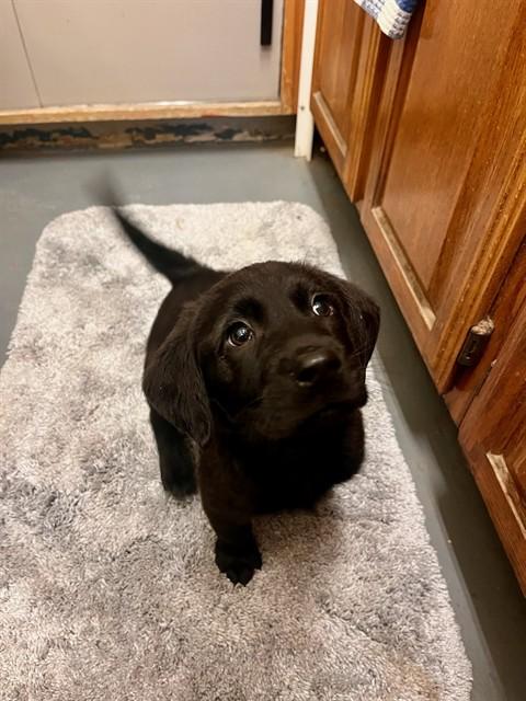 FLEX JR., Adoptable, Puppy Male Treeing Walker Coonhound & Mixed Breed.