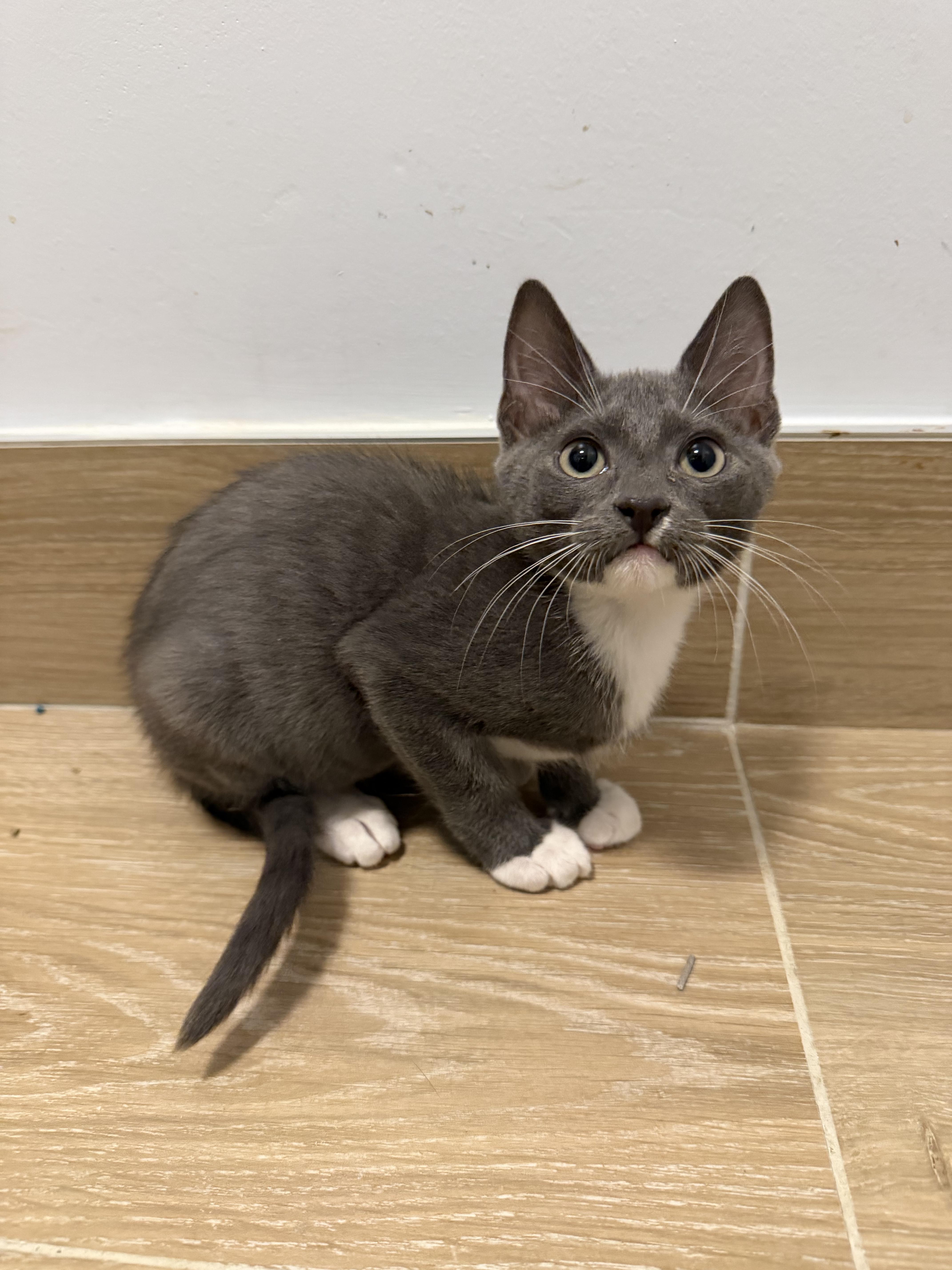 Rick & Morty, an adopted Domestic Short Hair in Bayonne, NJ image 3/5