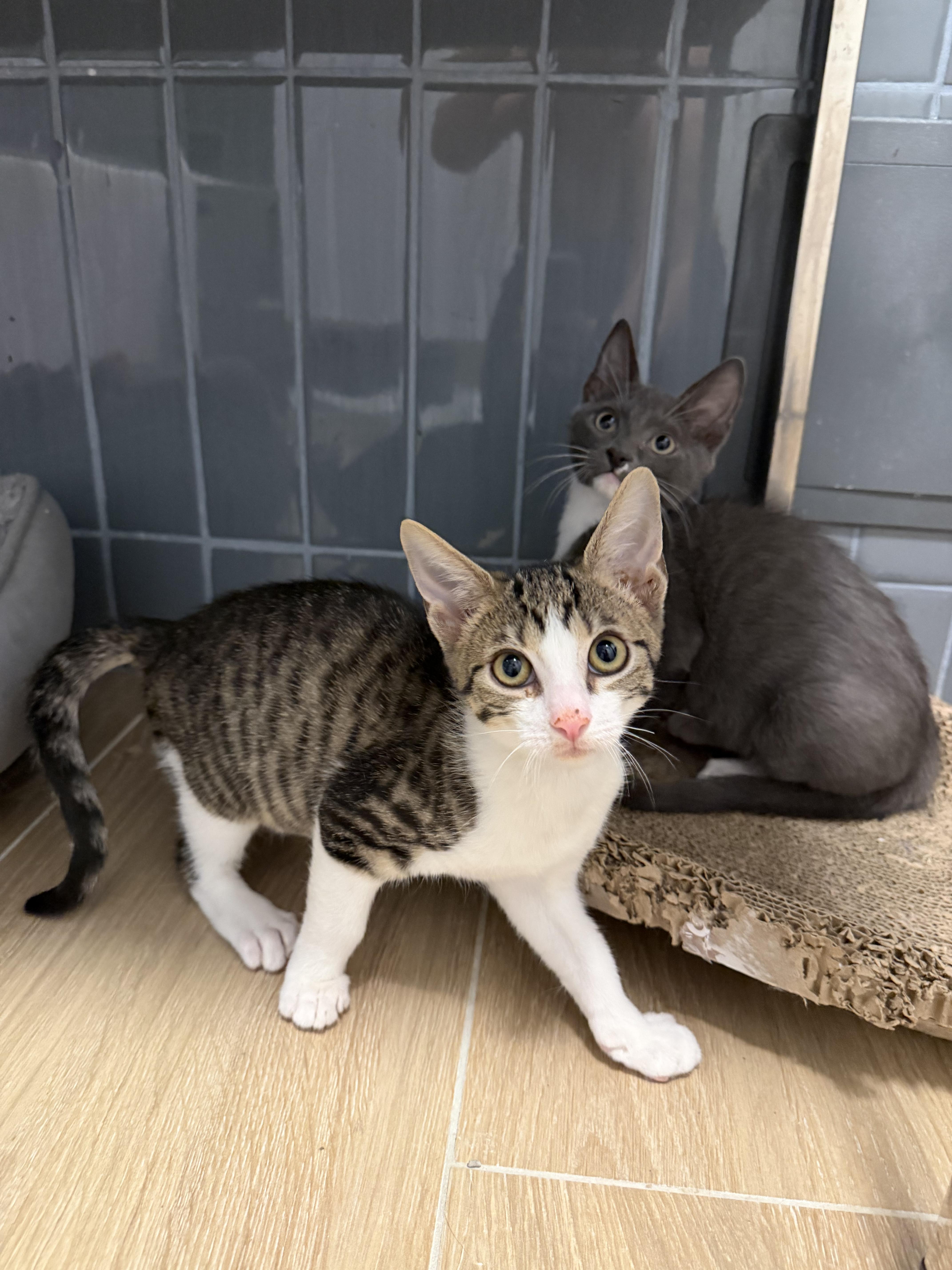 Rick & Morty, an adopted Domestic Short Hair in Bayonne, NJ image 2/5