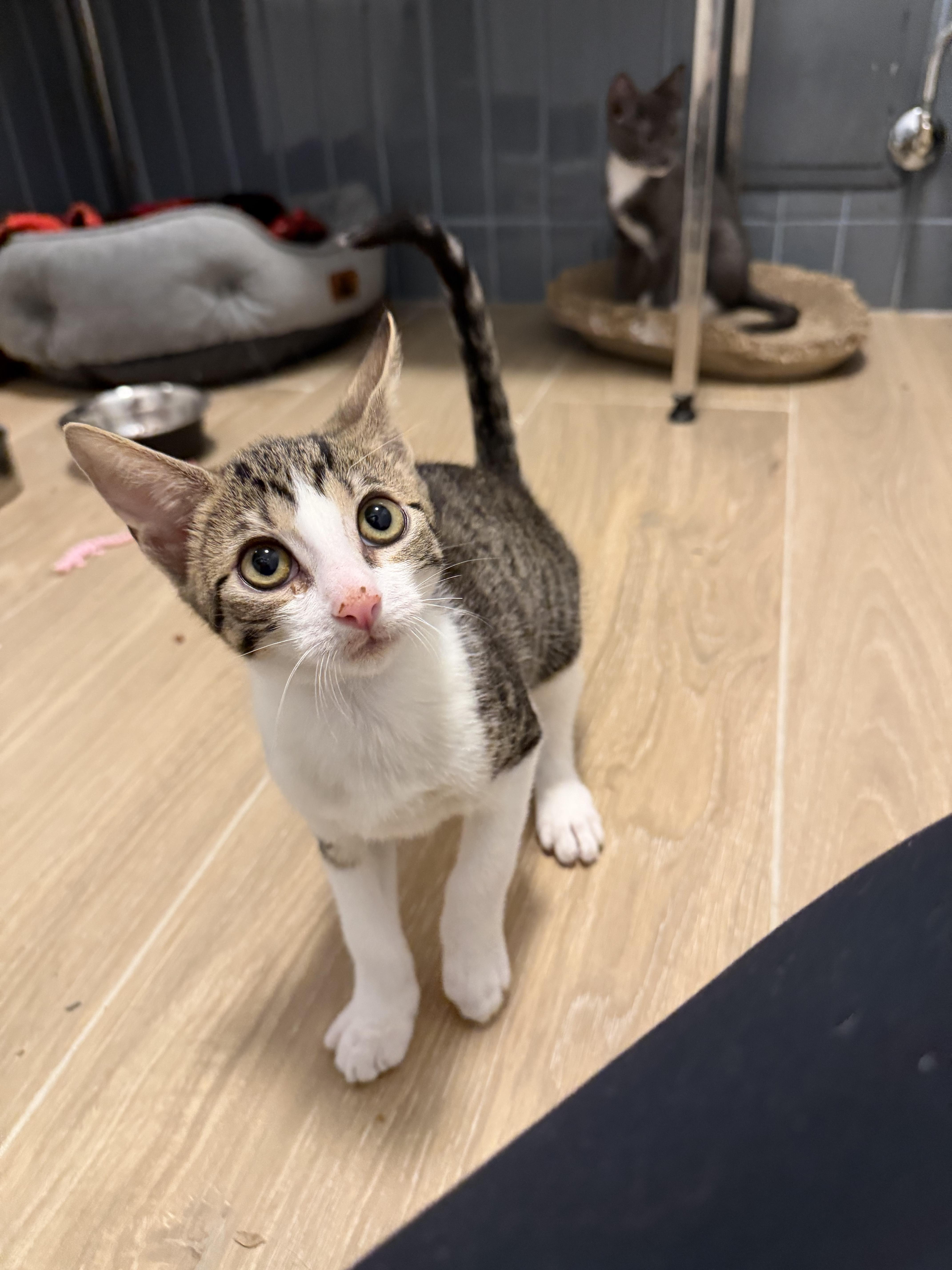 Rick & Morty, an adopted Domestic Short Hair in Bayonne, NJ image 5/5