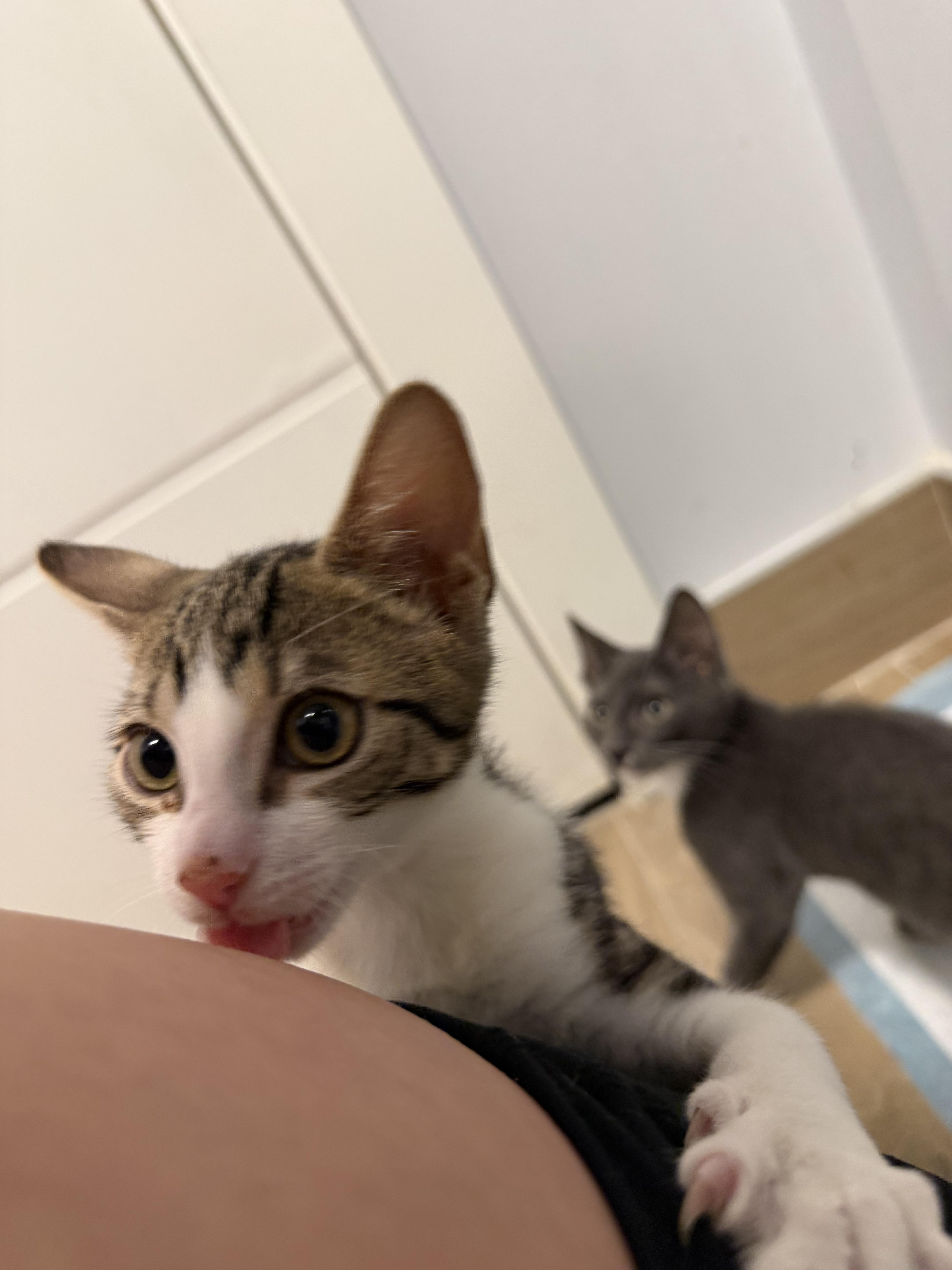 Rick & Morty, an adopted Domestic Short Hair in Bayonne, NJ image 4/5