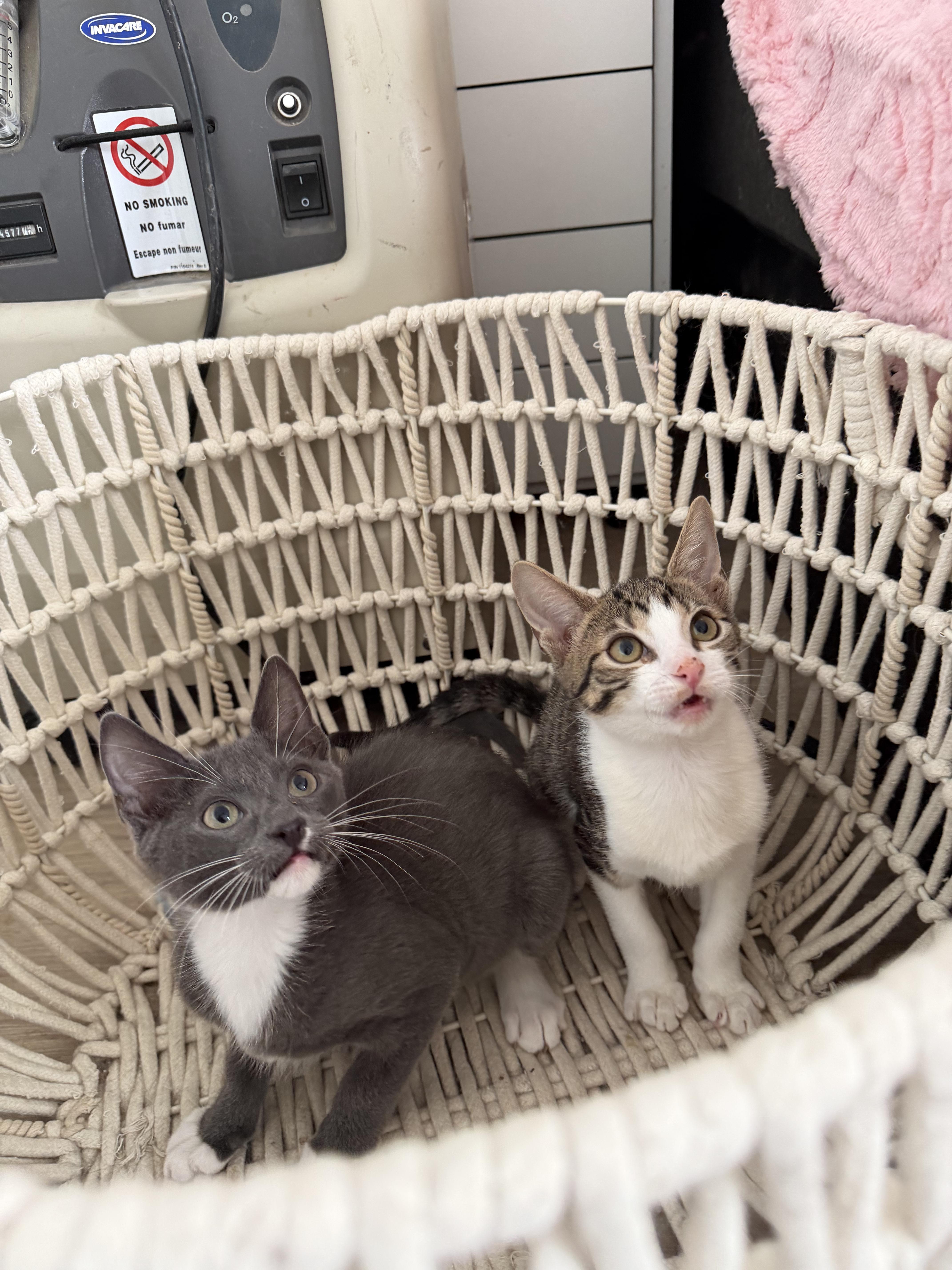 Rick & Morty, adopted, Kitten Male Domestic Short Hair.
