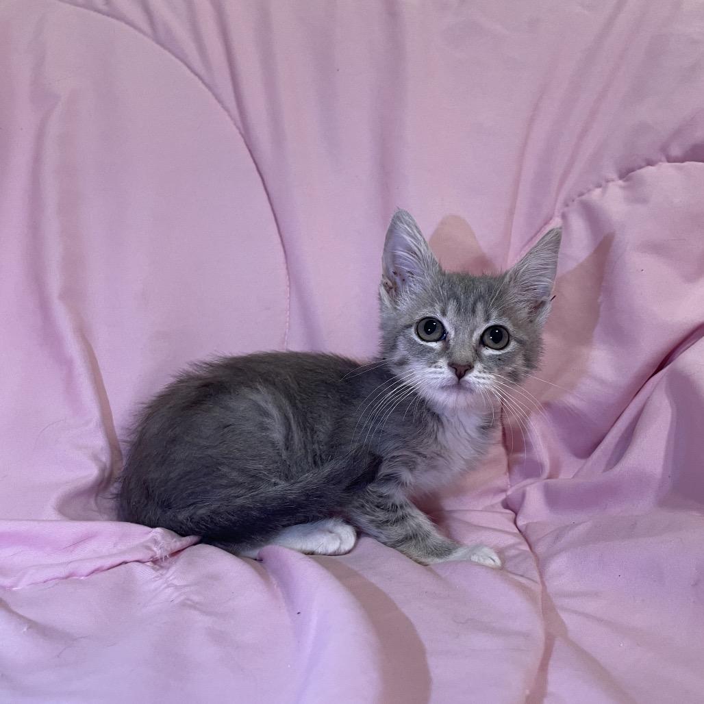 Coconut, Adoptable, Kitten Female Domestic Short Hair.