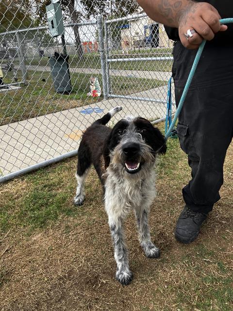 Enlarge OREO, a Adoptable mixed breed in Corpus Christi, TX image 1/1