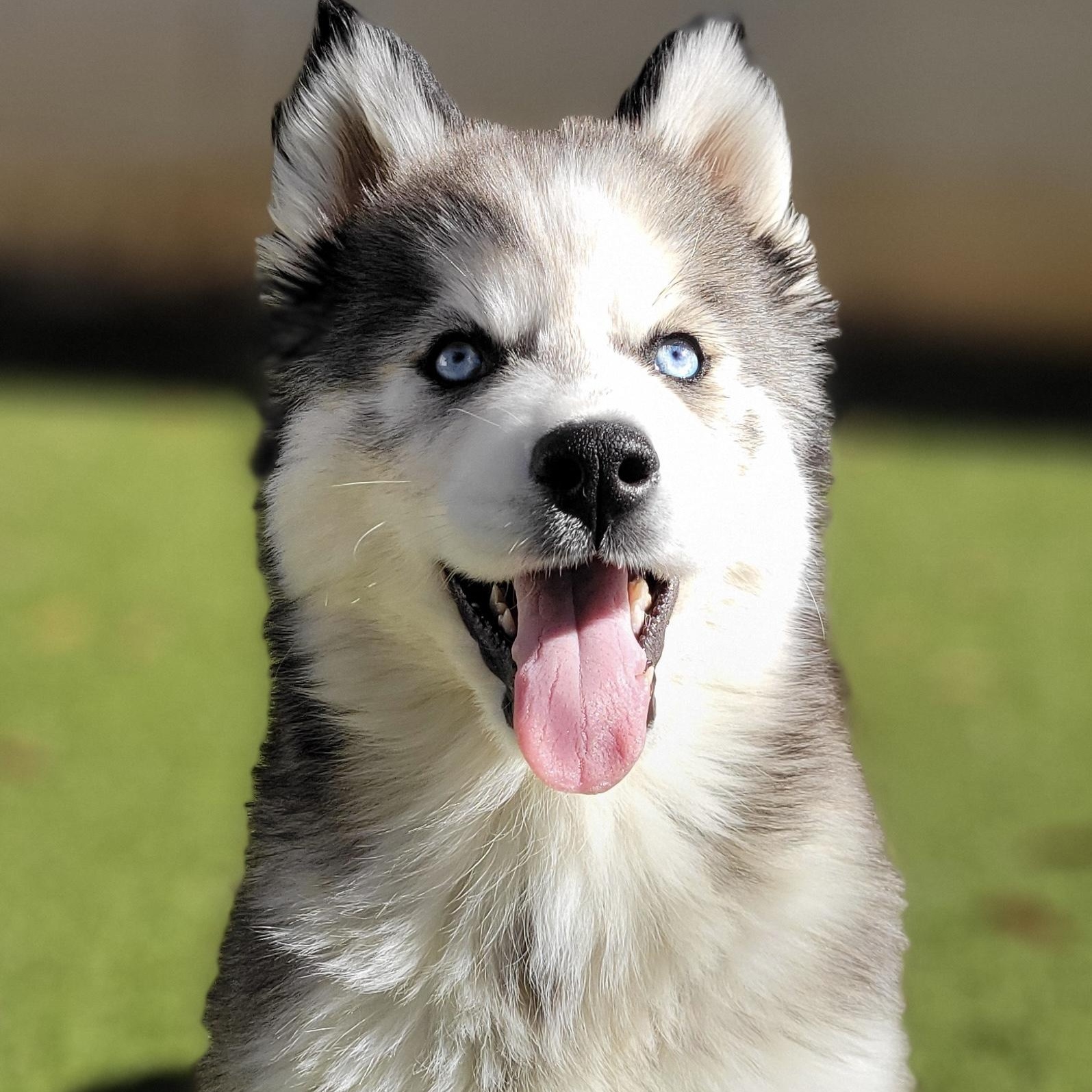 Daeny, adoptable, Puppy Female Husky.