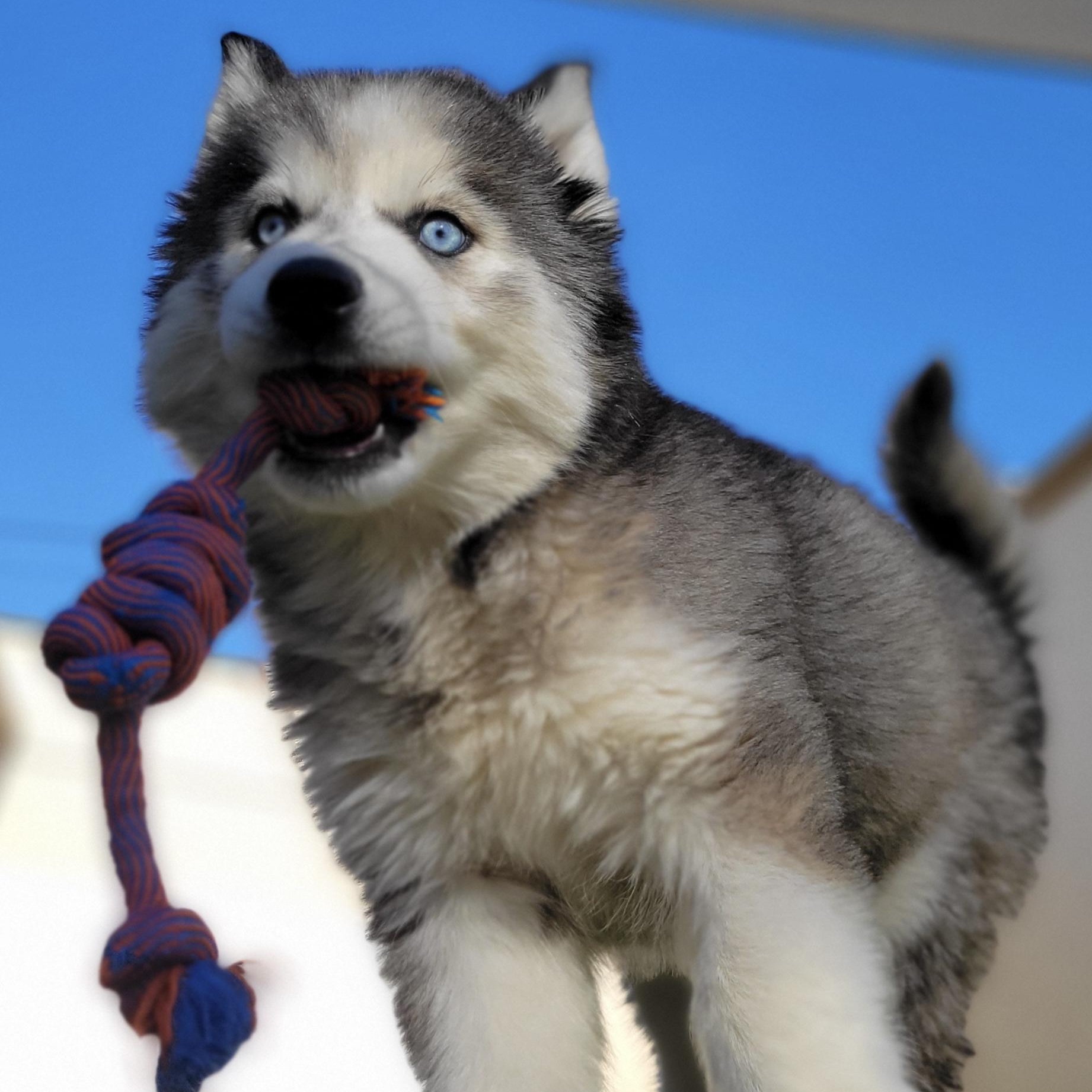 Daeny, an adoptable Husky in Charlotte, NC image 2/5