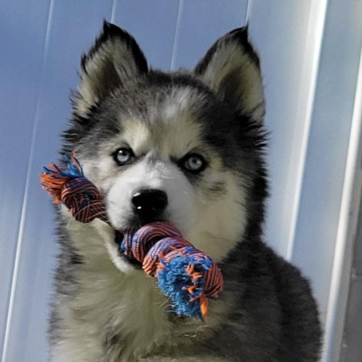 Daeny, an adoptable Husky in Charlotte, NC image 3/5