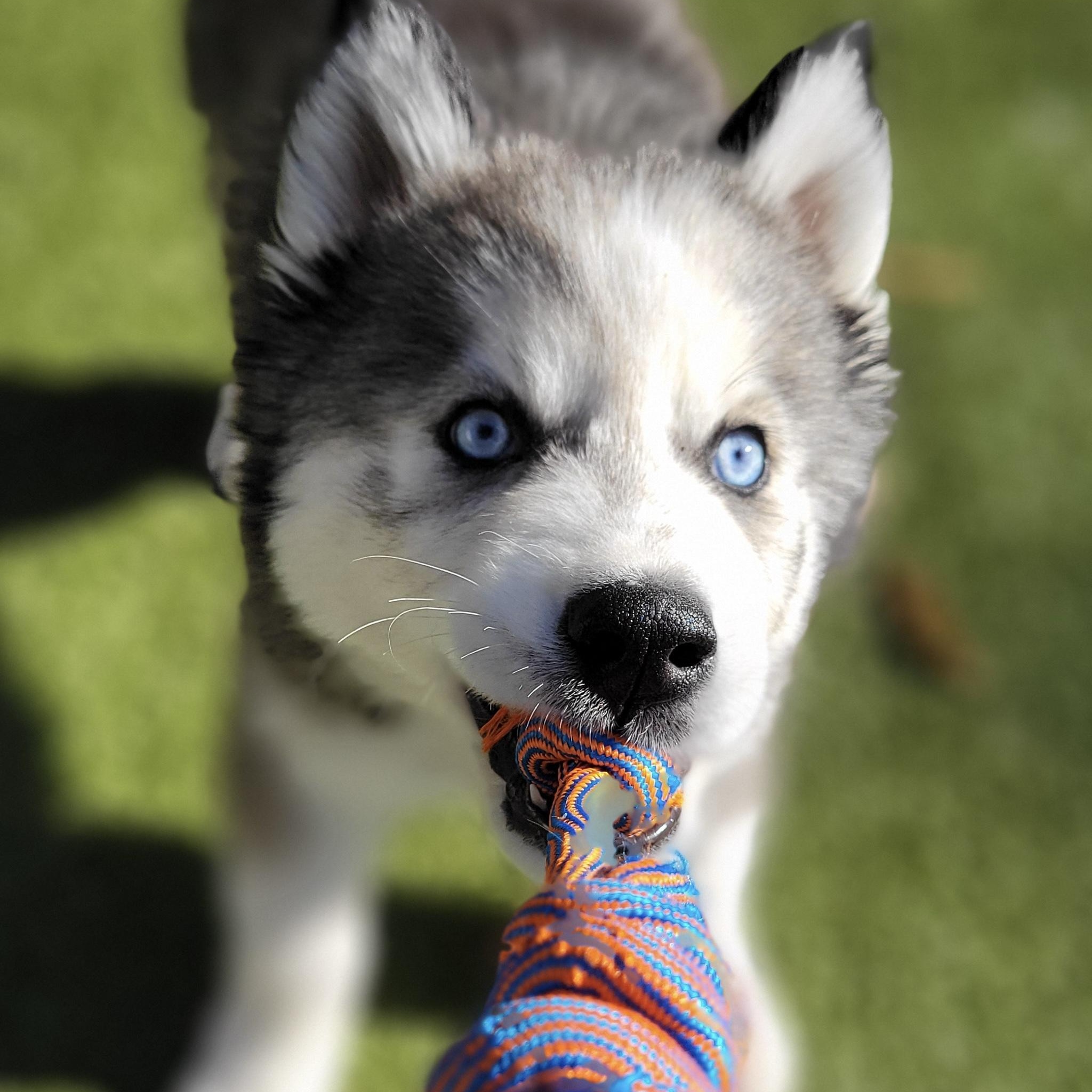 Daeny, an adoptable Husky in Charlotte, NC image 4/5