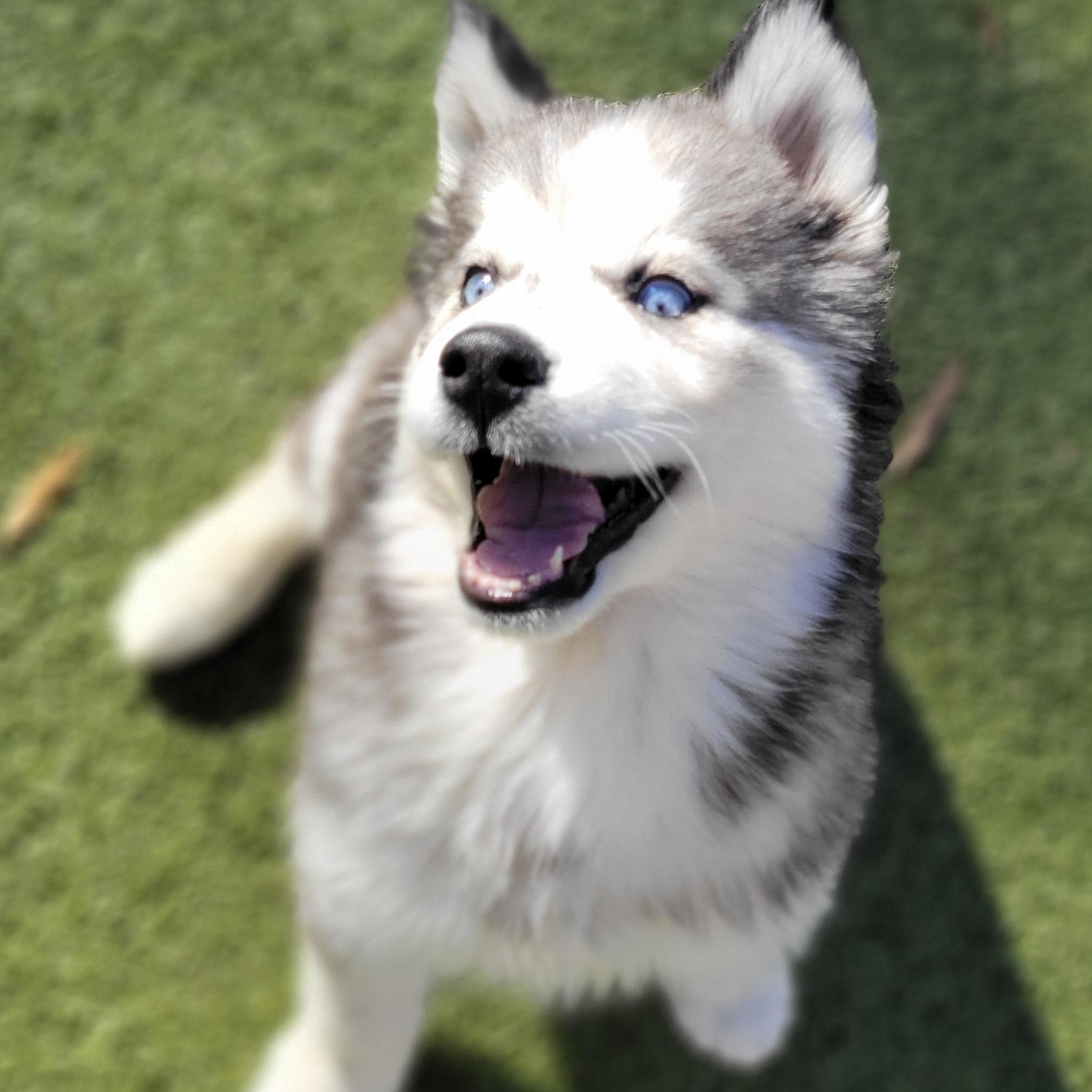 Daeny, an adoptable Husky in Charlotte, NC image 5/5