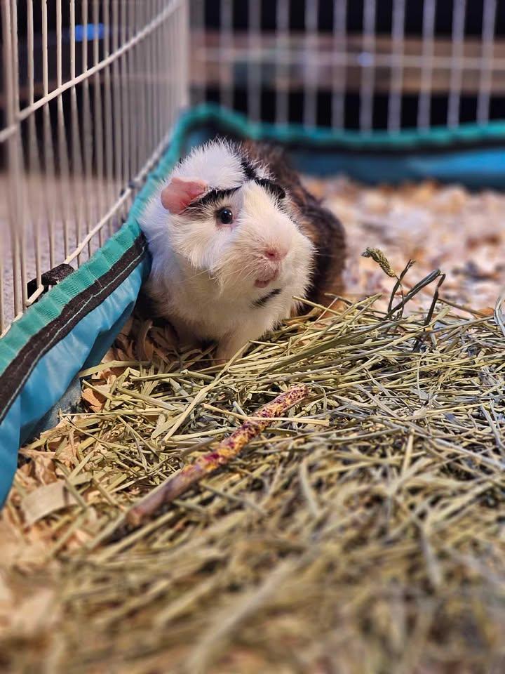 Enlarge Hobbes & Boo, a Adoptable Abyssinian in Fort Collins, CO image 6/6