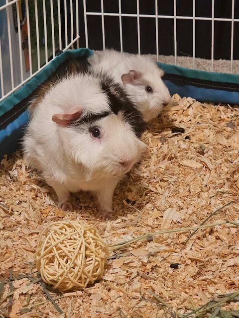 Enlarge Hobbes & Boo, a Adoptable Abyssinian in Fort Collins, CO image 1/6
