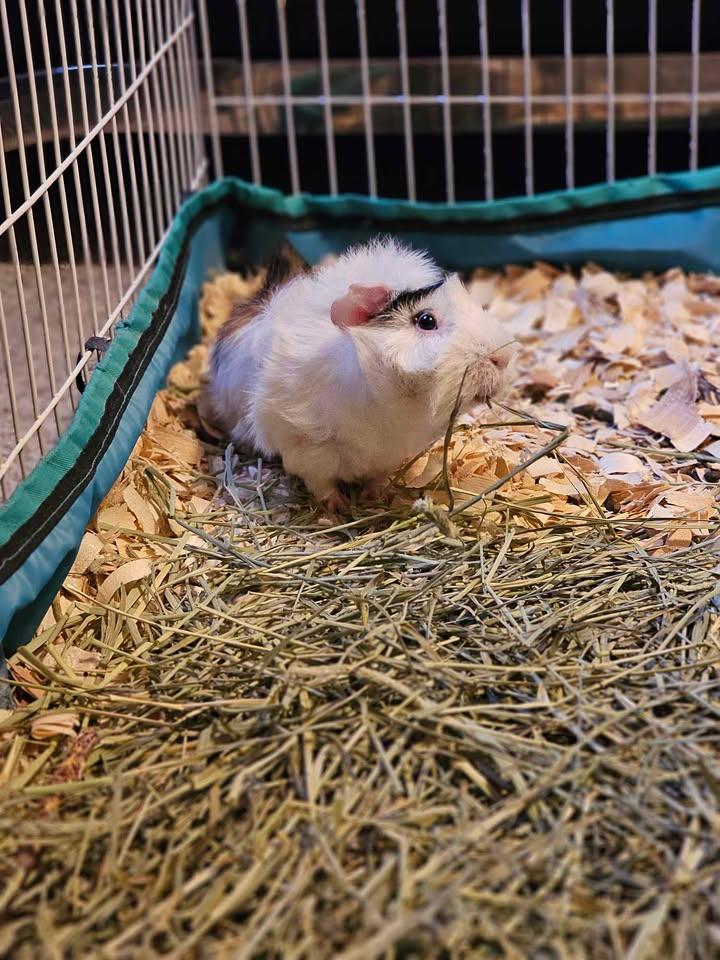 Enlarge Hobbes & Boo, a Adoptable Abyssinian in Fort Collins, CO image 4/6