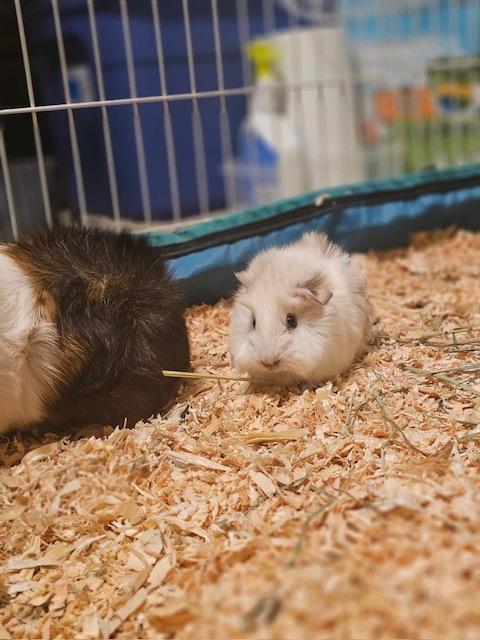 Enlarge Hobbes & Boo, a Adoptable Abyssinian in Fort Collins, CO image 3/6