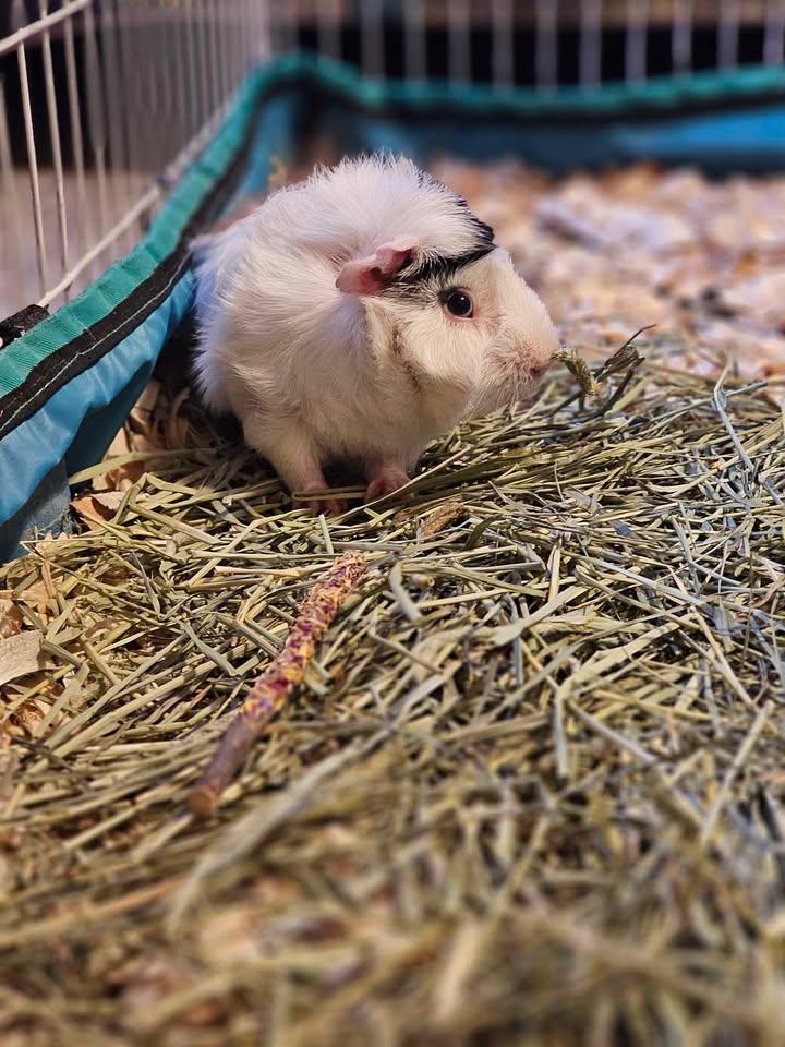 Enlarge Hobbes & Boo, a Adoptable Abyssinian in Fort Collins, CO image 5/6