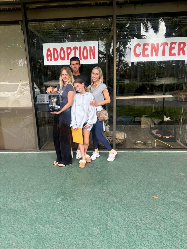 agata, Adopted, Kitten Female Domestic Short Hair & Tabby.