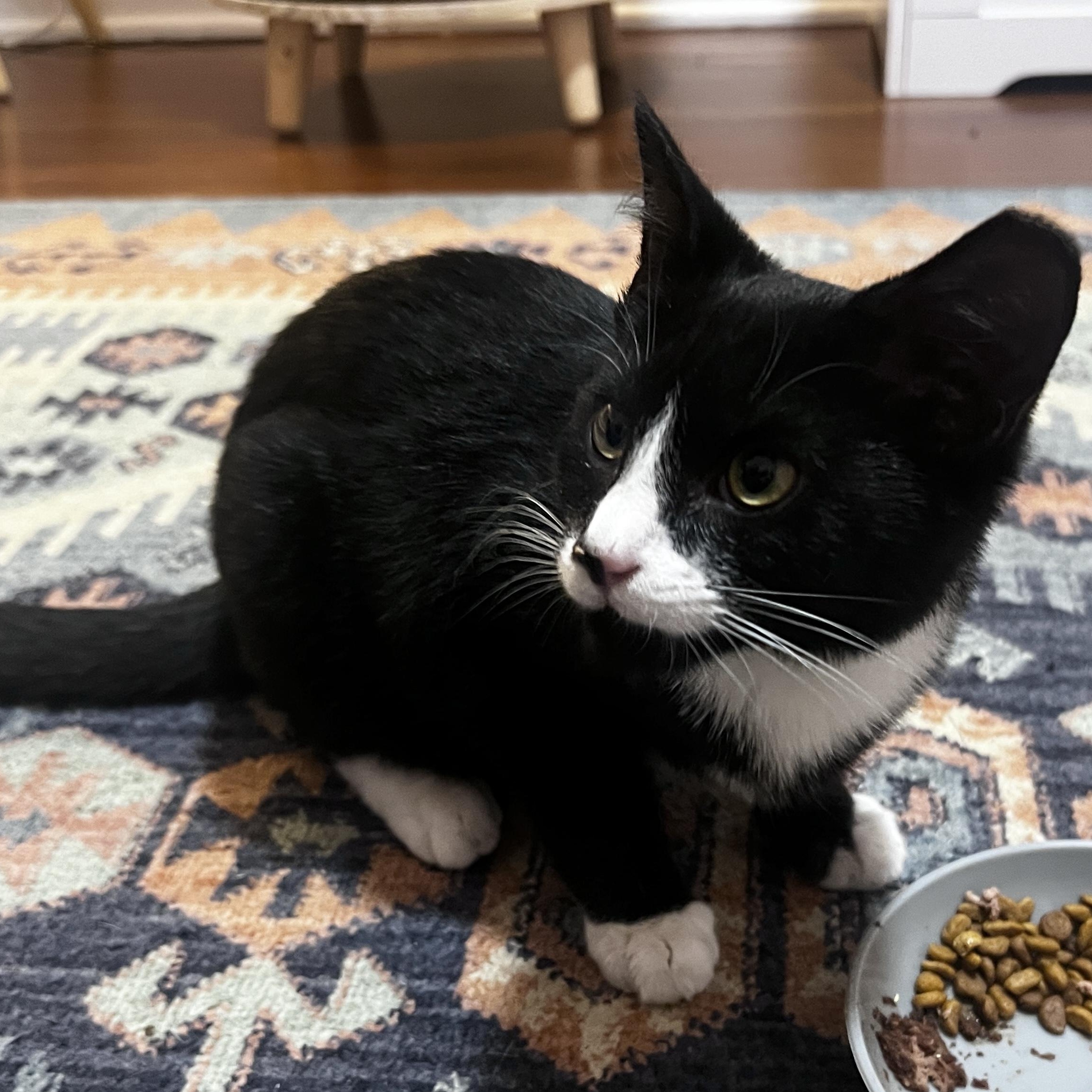 Enlarge Miller, a Adoptable Domestic Medium Hair in Roanoke, VA image 2/3