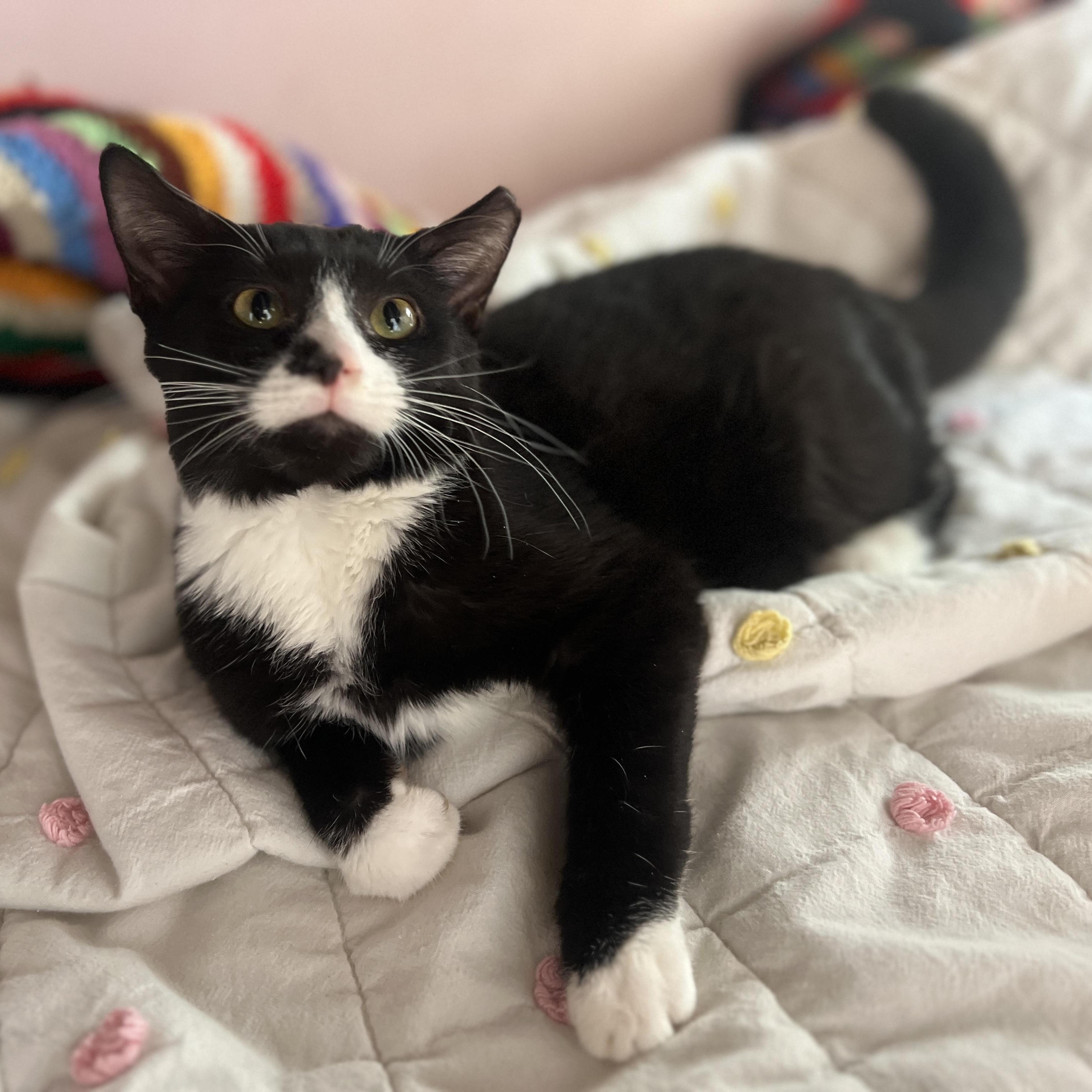 Enlarge Miller, a Adoptable Domestic Medium Hair in Roanoke, VA image 3/3